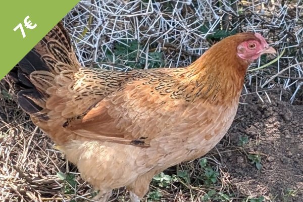 Verschenke ein Huhn als Spendengeschenk