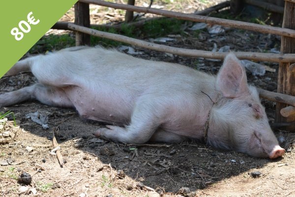 Verschenke ein Schwein als Spendengeschenke