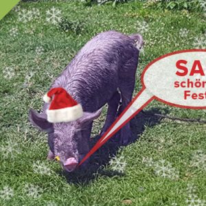 Schwein Geschenkkarte Weihnachten